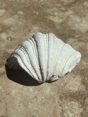 Coastal White Shell Decorative Accent - Home Accents Decor